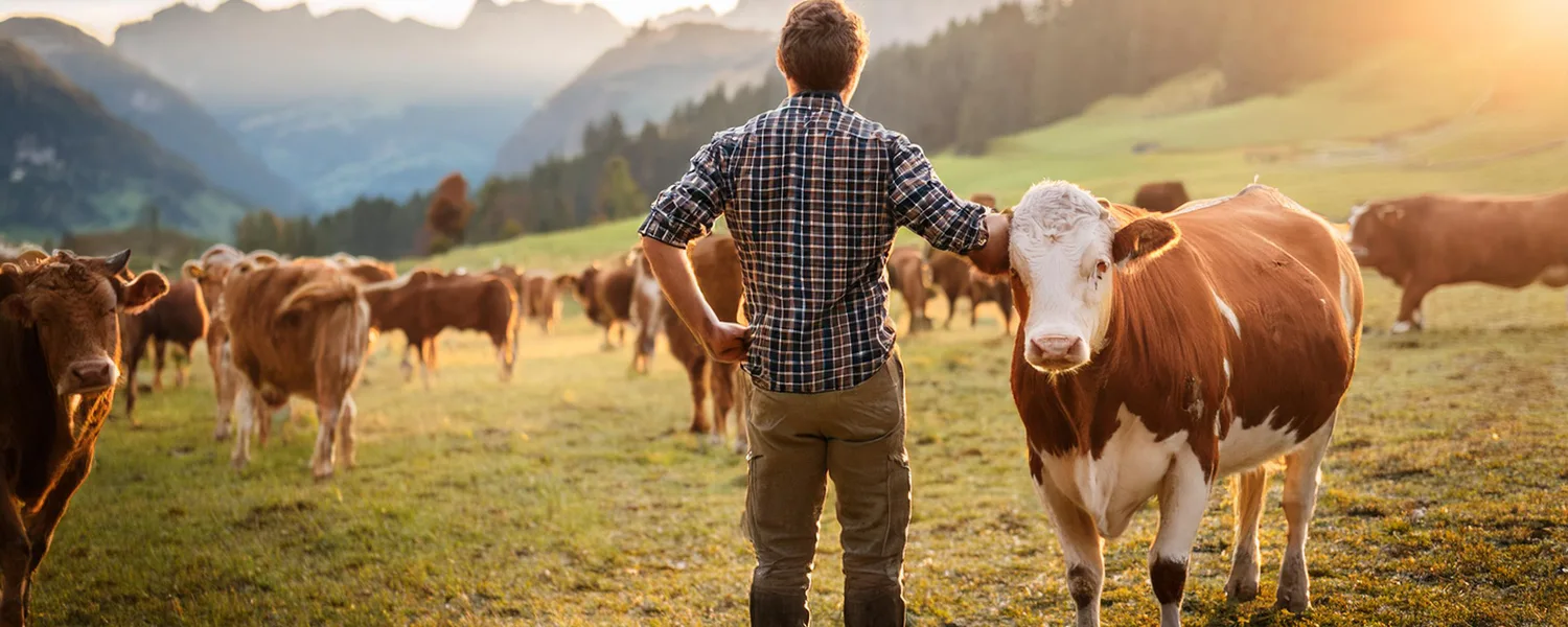 Understanding Cow Dander Allergy for Farm Workers